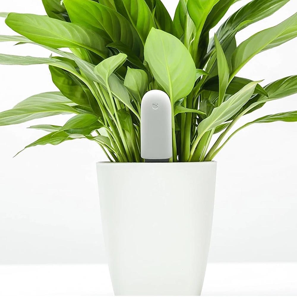 flower-care-hhccjcy01hhcc-09.jpg